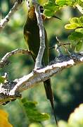 Olive Bee-eater