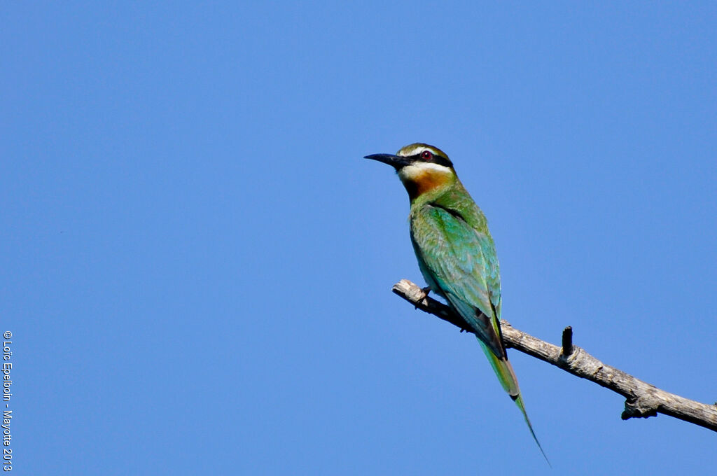 Olive Bee-eater