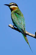 Olive Bee-eater