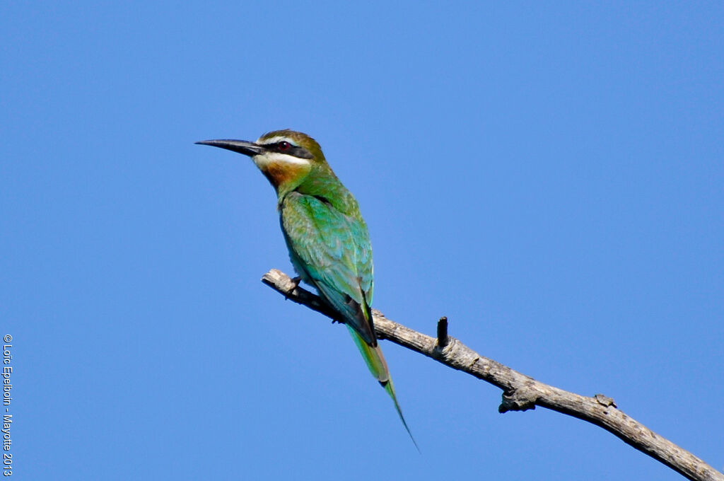 Olive Bee-eater