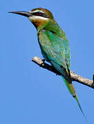 Olive Bee-eater