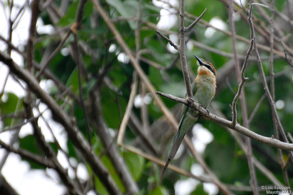 Olive Bee-eater