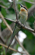 Olive Bee-eater