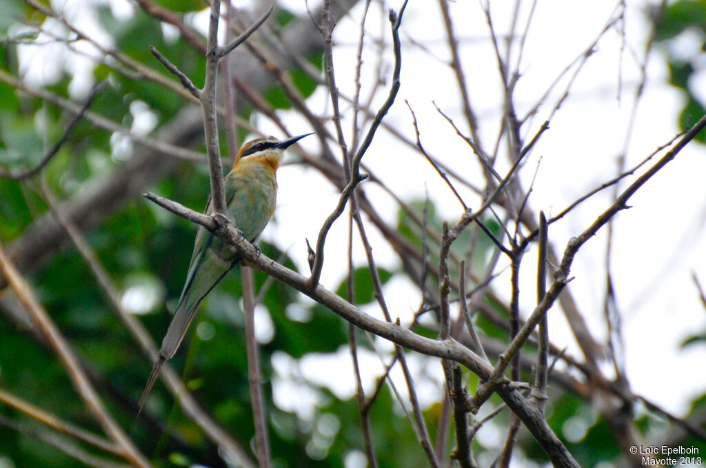 Olive Bee-eater