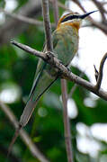 Olive Bee-eater