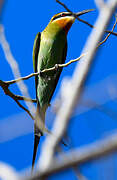 Olive Bee-eater