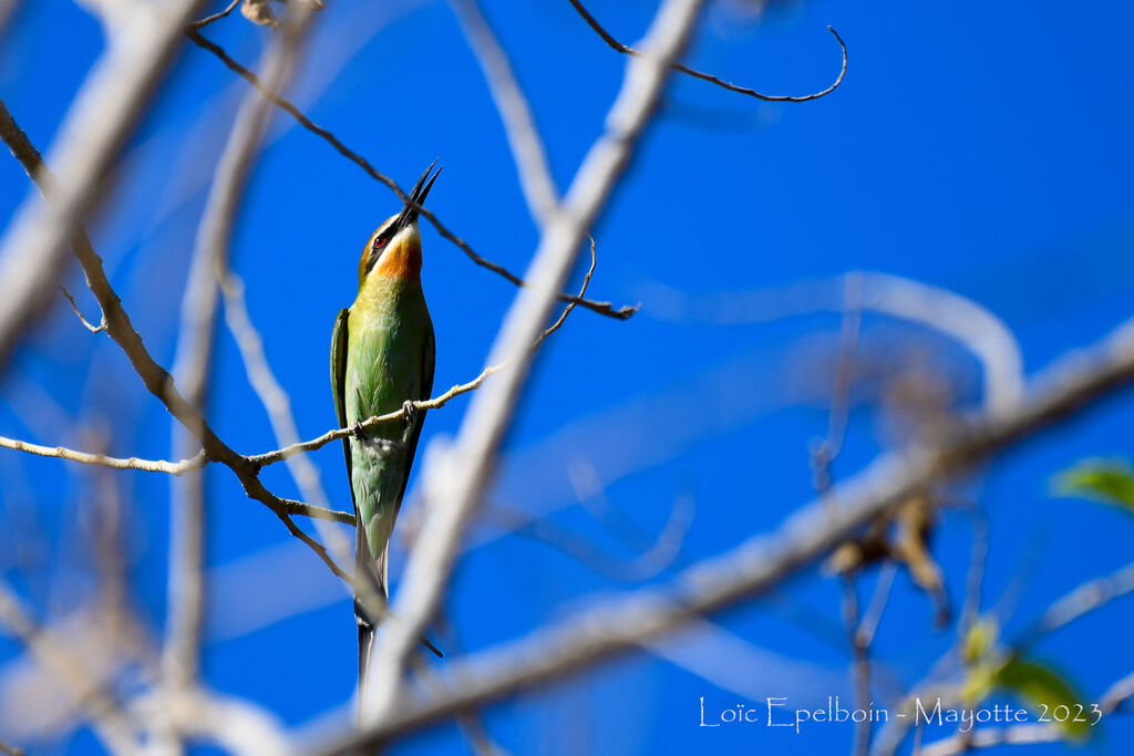 Olive Bee-eater