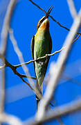 Olive Bee-eater