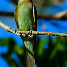 Guêpier de Madagascar