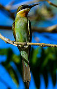 Olive Bee-eater