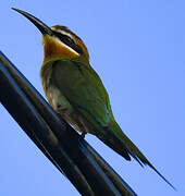 Guêpier de Madagascar