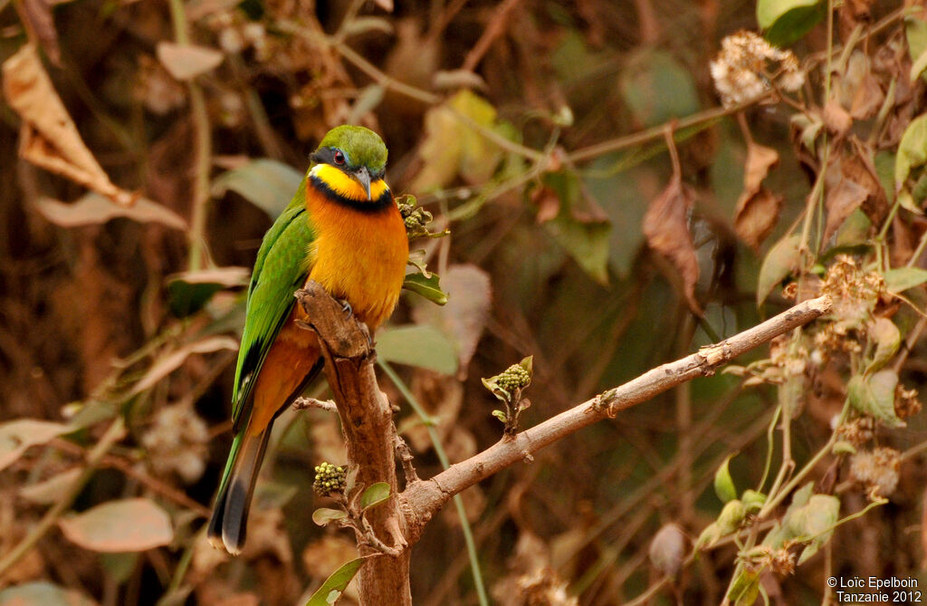 Cinnamon-chested Bee-eater