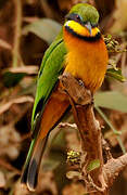 Cinnamon-chested Bee-eater