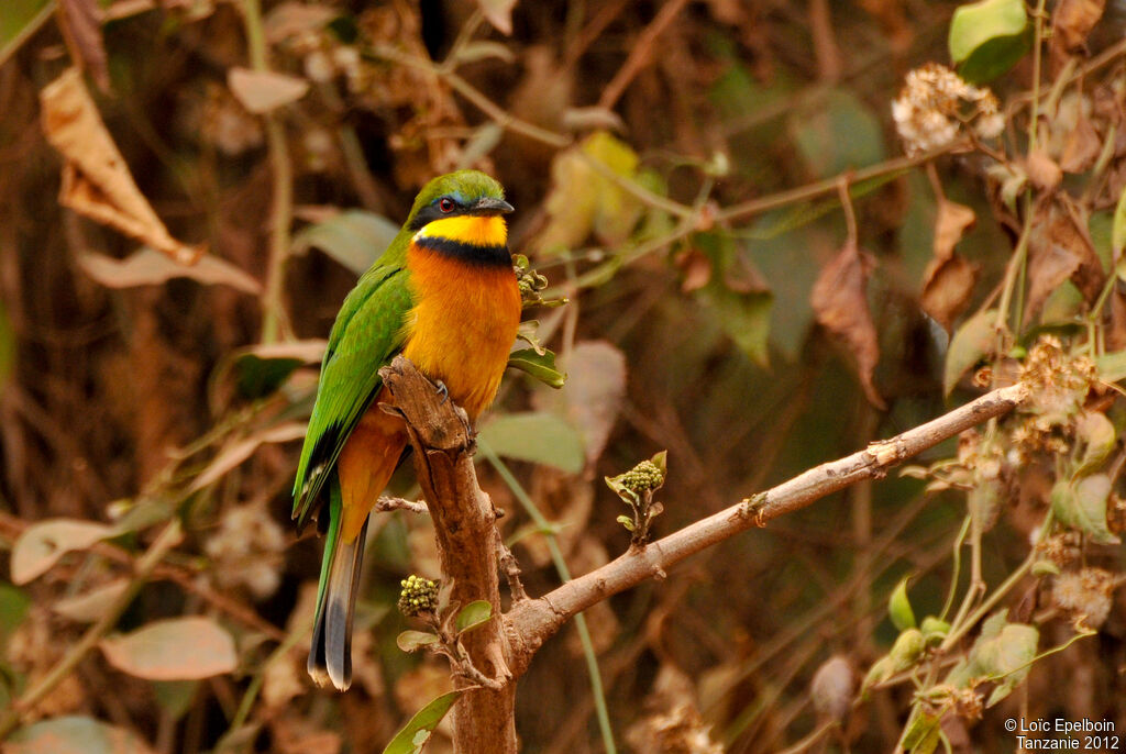 Cinnamon-chested Bee-eater