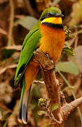 Cinnamon-chested Bee-eater