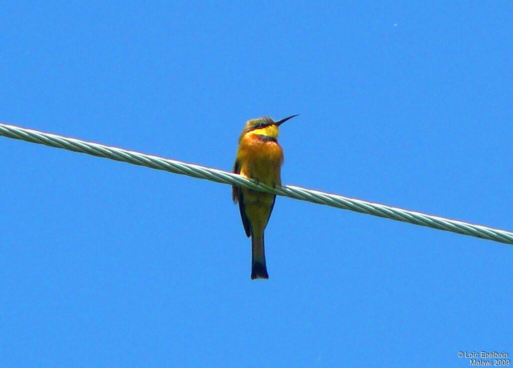 Little Bee-eater