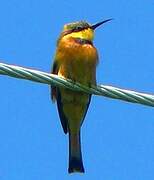 Little Bee-eater