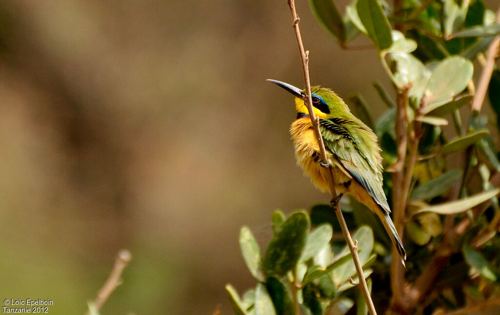 Little Bee-eater