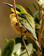 Little Bee-eater