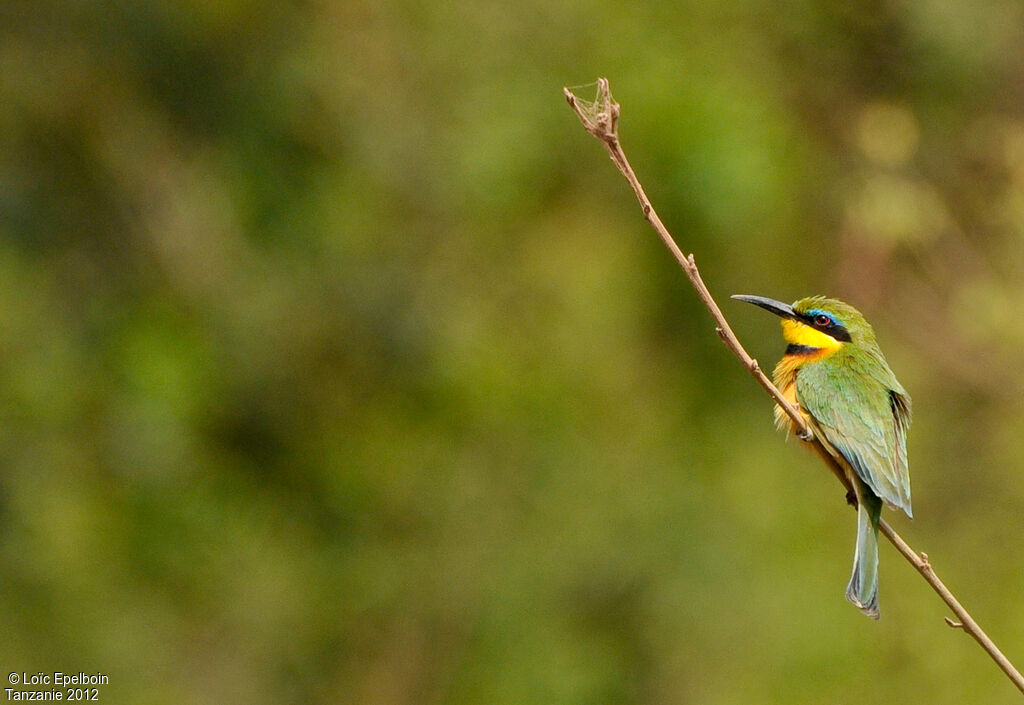 Little Bee-eater