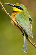 Little Bee-eater