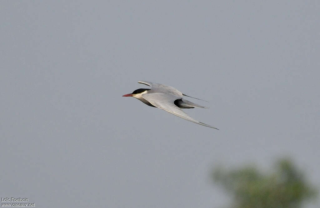 Whiskered Ternadult, Flight