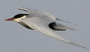 Whiskered Tern