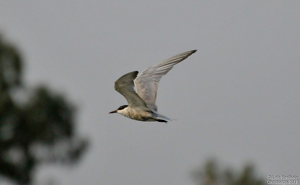 Whiskered Tern