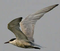 Whiskered Tern