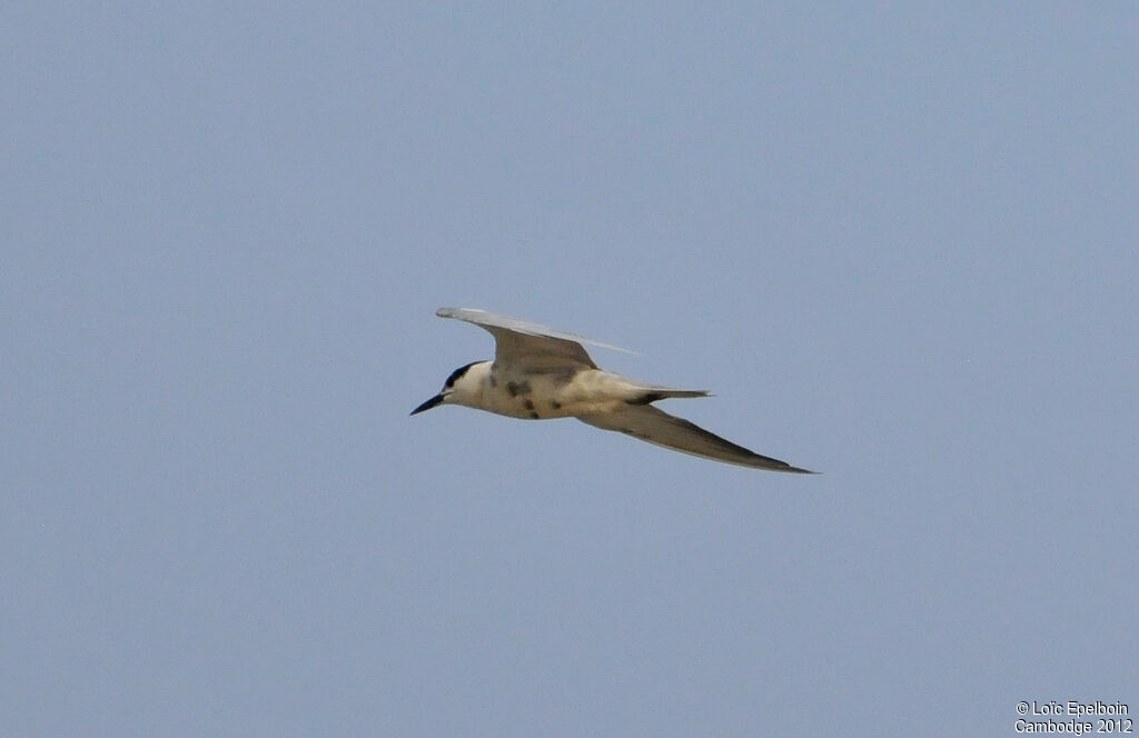 Whiskered Tern