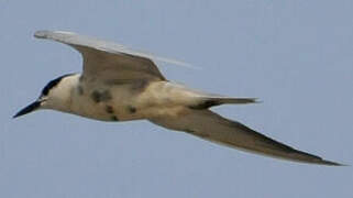 Whiskered Tern