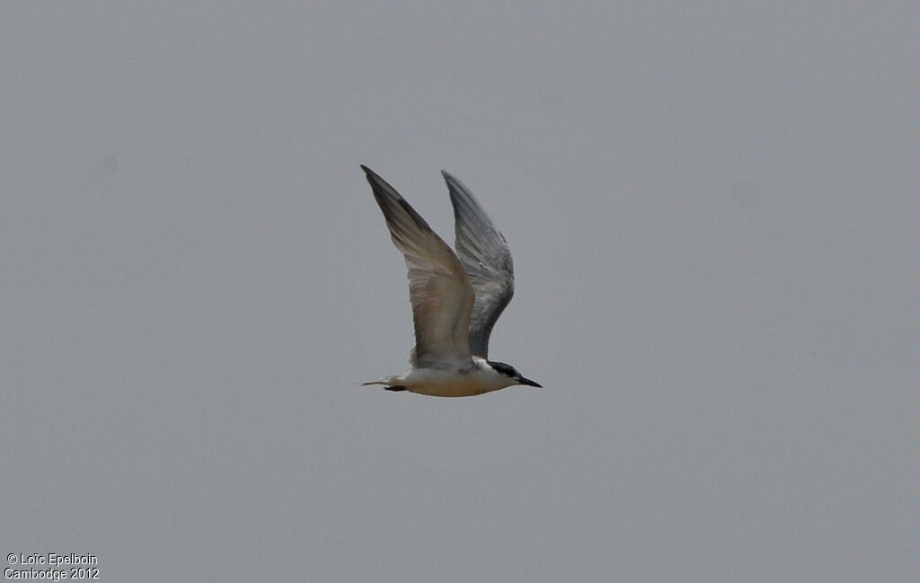 Whiskered Tern