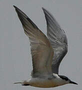 Whiskered Tern