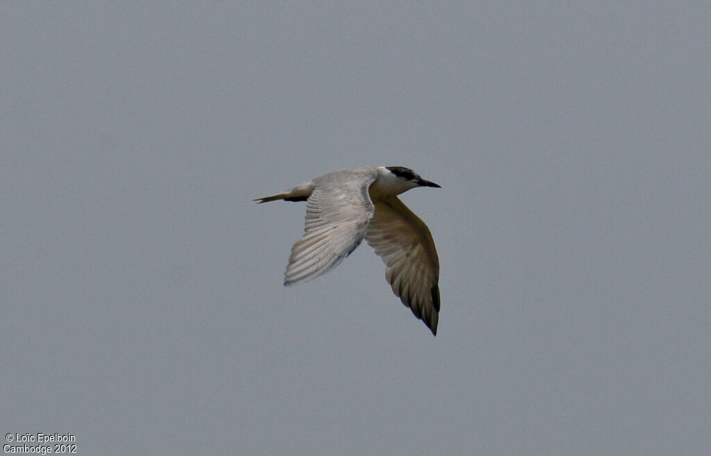 Whiskered Tern