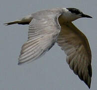 Whiskered Tern