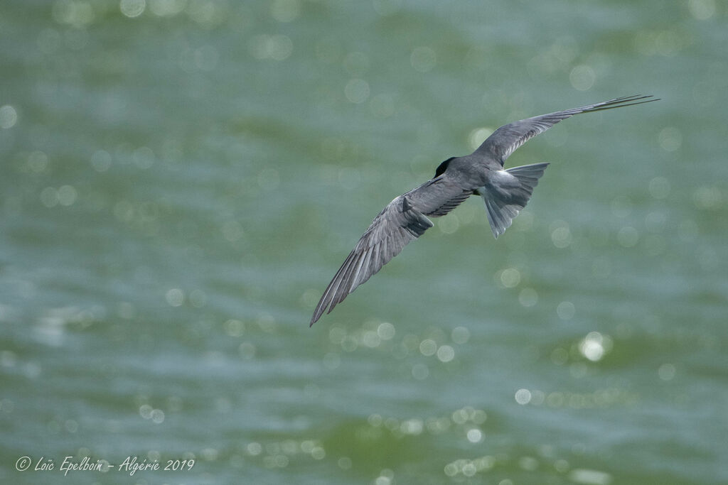 Black Tern