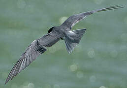 Black Tern