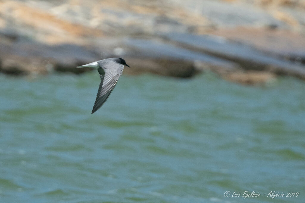 Black Tern