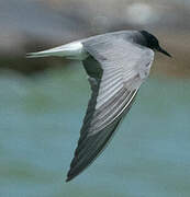 Black Tern