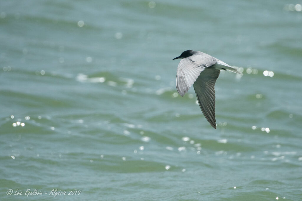 Black Tern