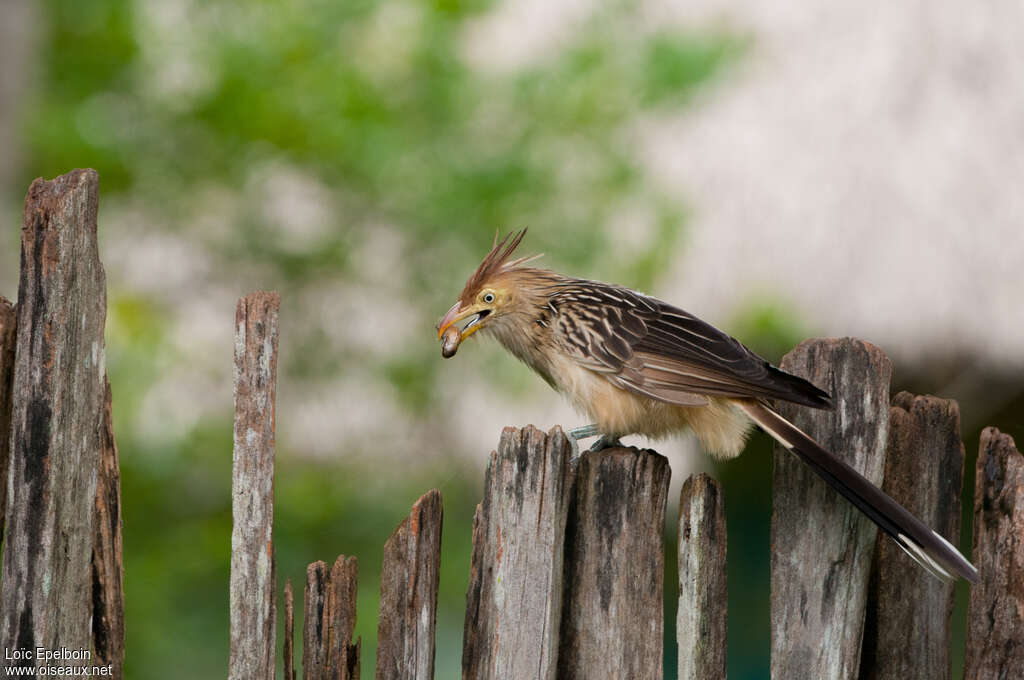 Guira Cuckooadult, fishing/hunting