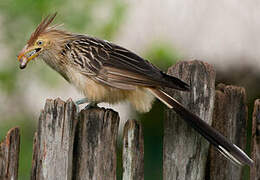 Guira Cuckoo