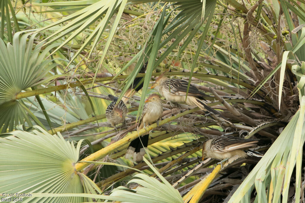 Guira Cuckoo