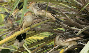 Guira Cuckoo