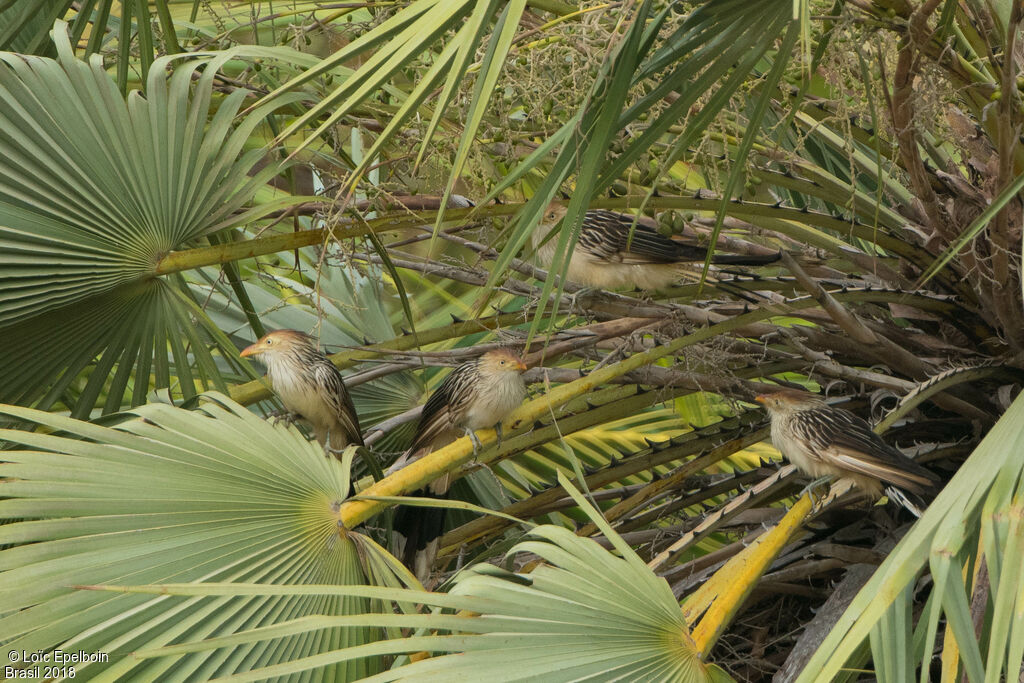 Guira Cuckoo