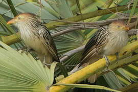 Guira Cuckoo