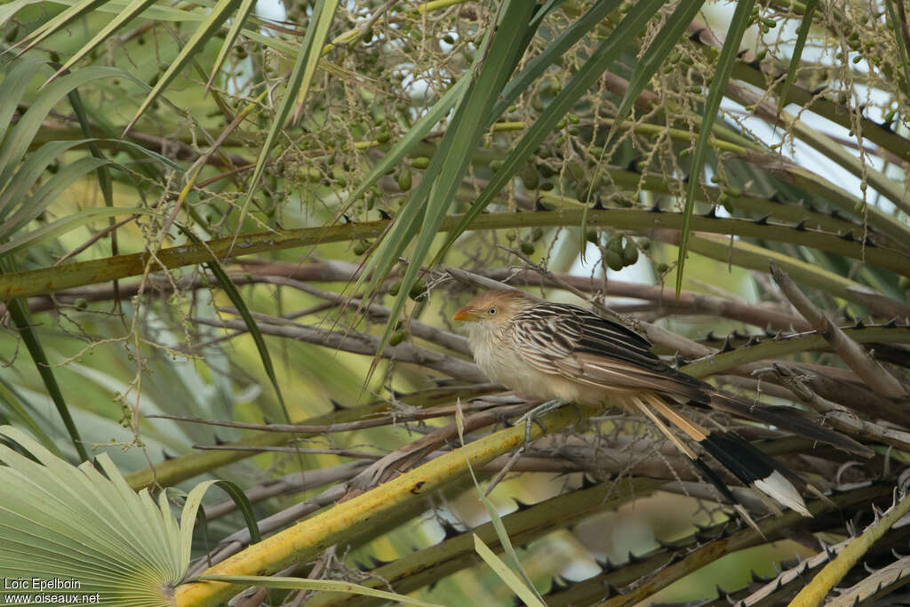 Guira Cuckooadult, identification