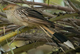 Guira Cuckoo