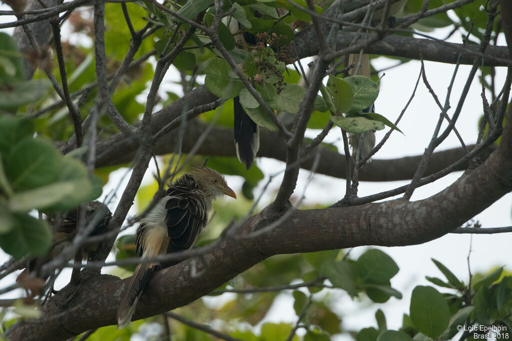 Guira Cuckoo