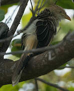 Guira Cuckoo